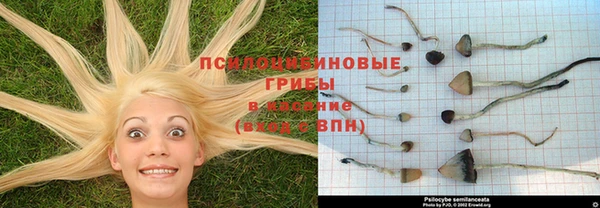 крисы Магас